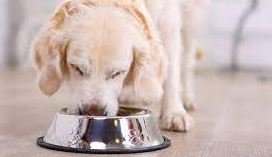 Los 6 mejores servicios de entrega de comida para perros (2023) probados y revisados